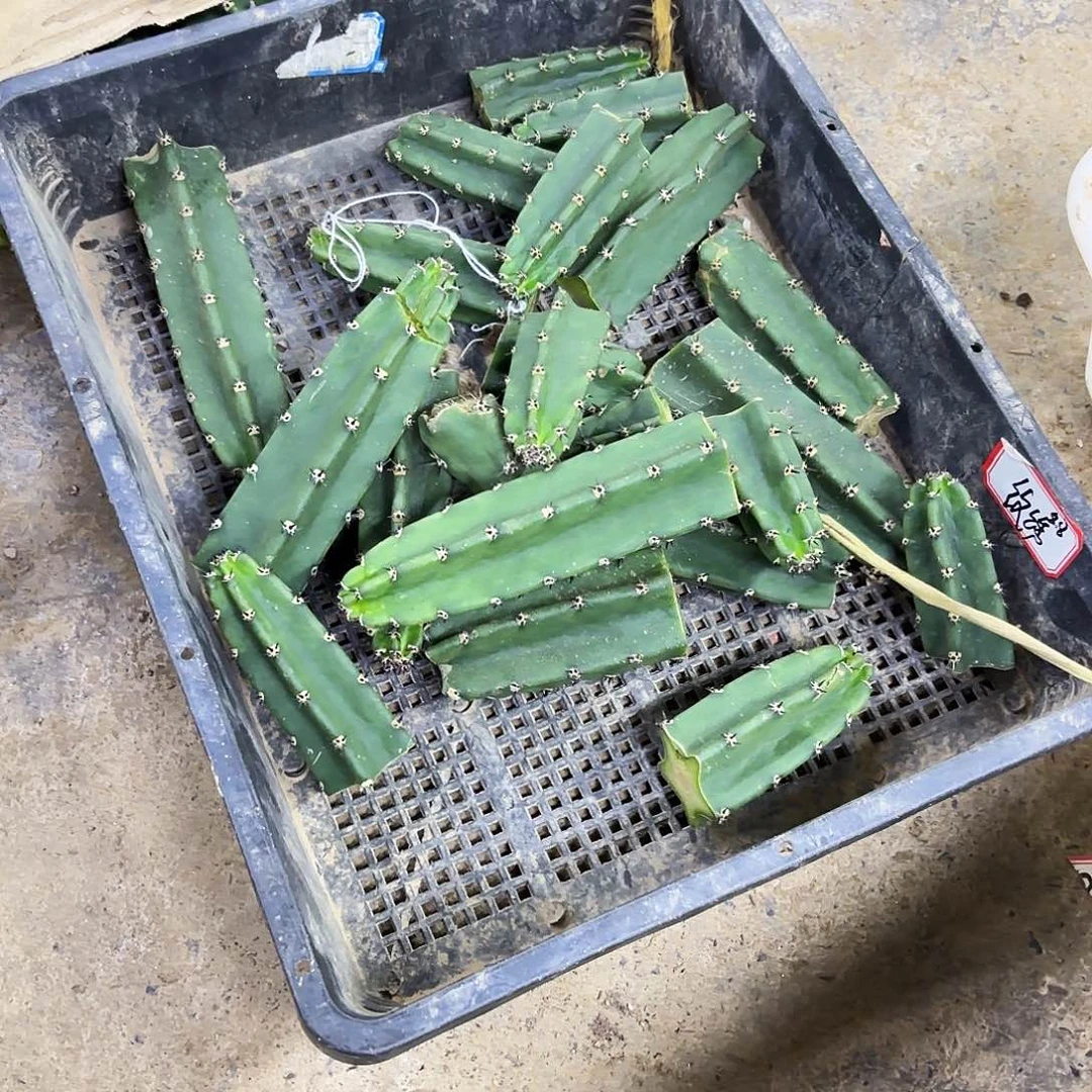 20短头住宿20包邮仙人球