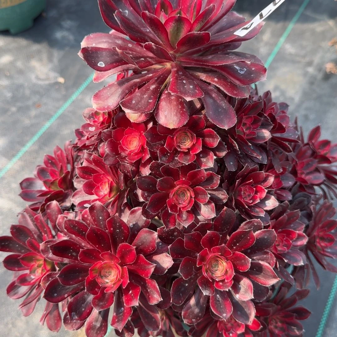 774香奶奶多肉植物