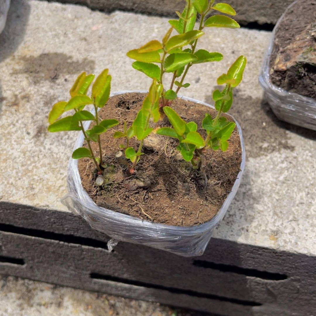 【闪购商品】无花朵水*缘