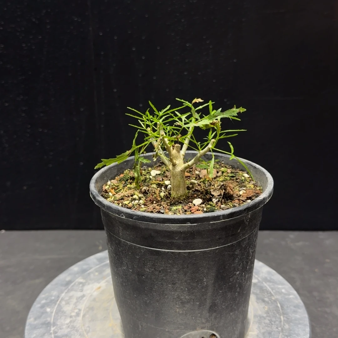 飞羽没药实生小苗