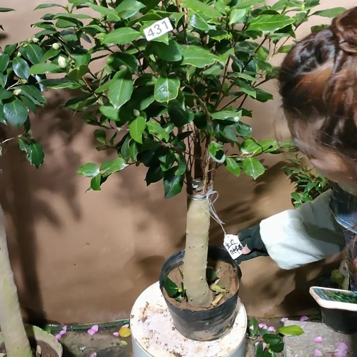 431金边白嫦娥，原盆原土发货，不包邮