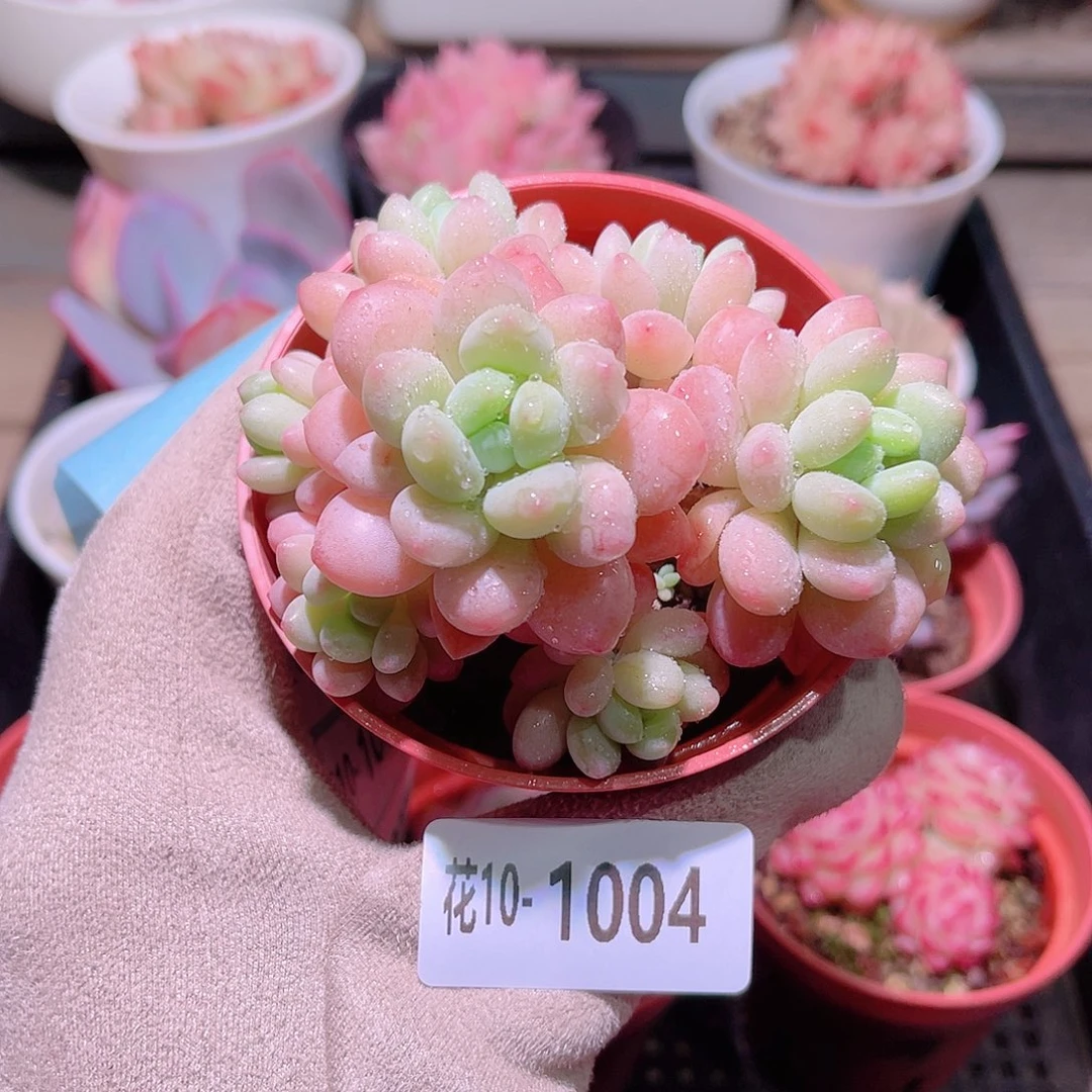 花利美10-1004洛可可