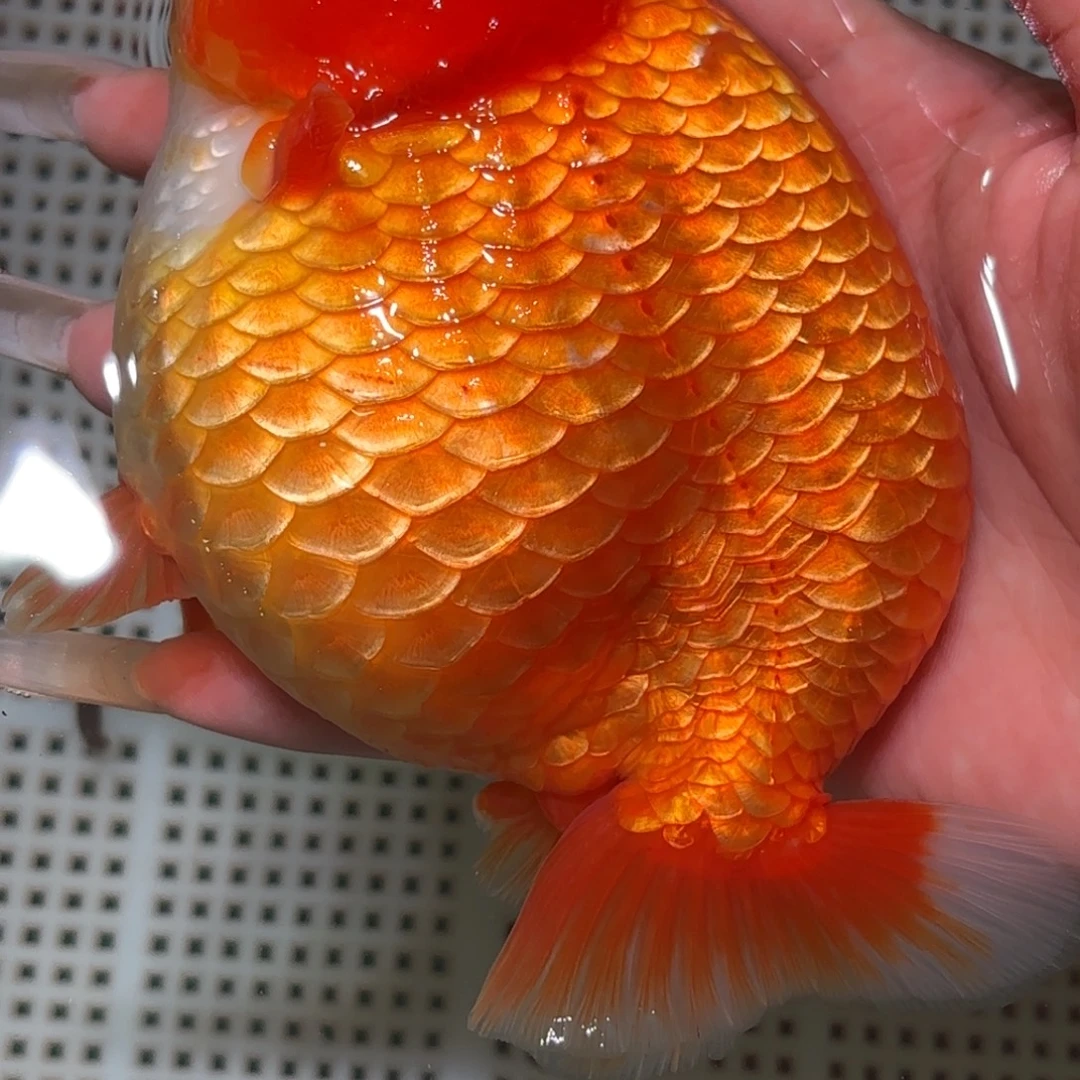 L***h金鱼不拍包装运费到付，拍包装包邮