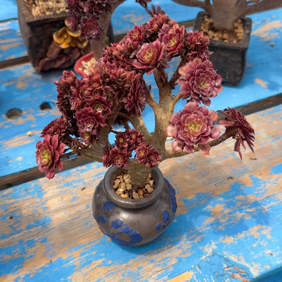 祝融缀化老桩全朵朵厚板带盆