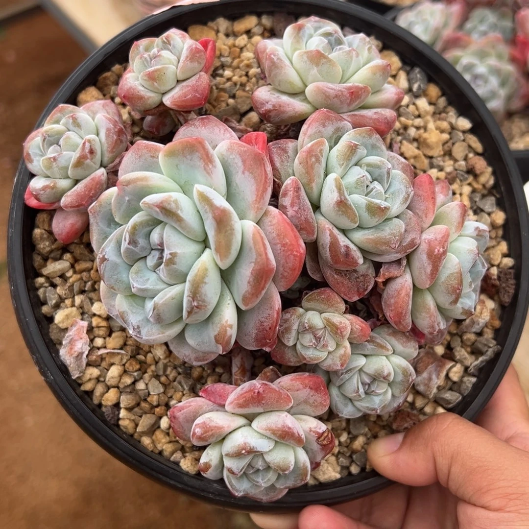 哈哈哈哈哈哈哈哈哈