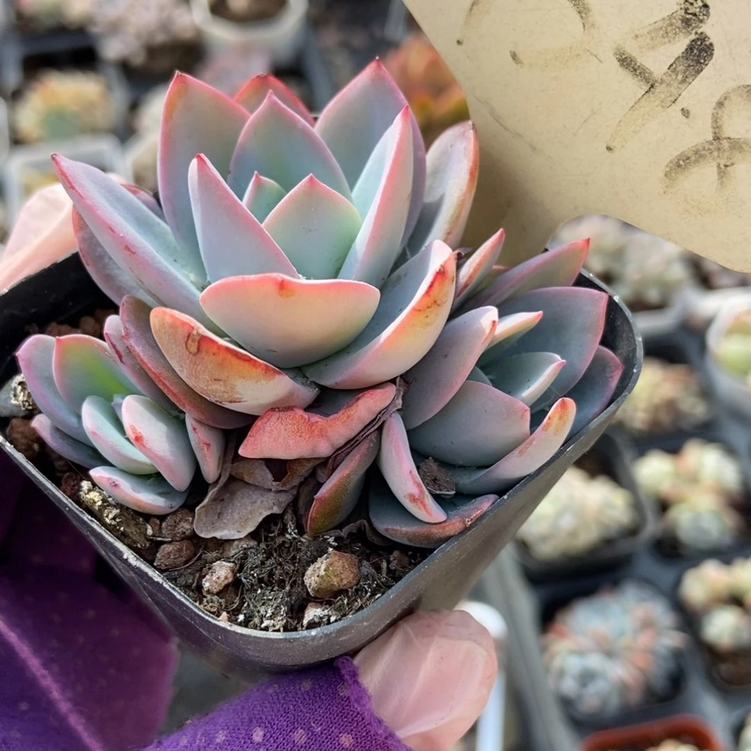 7348布鲁蓝多肉植物