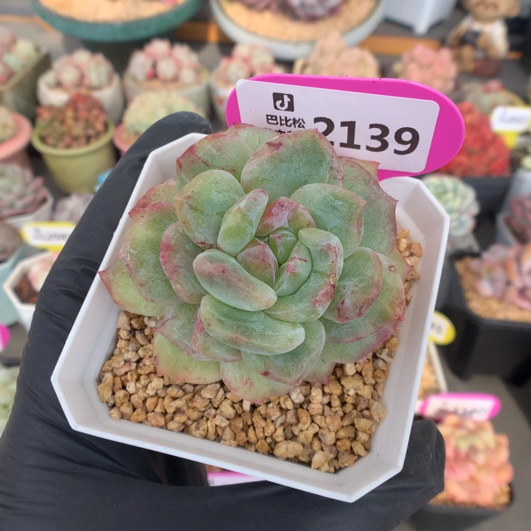 2139 珍妮石化多肉