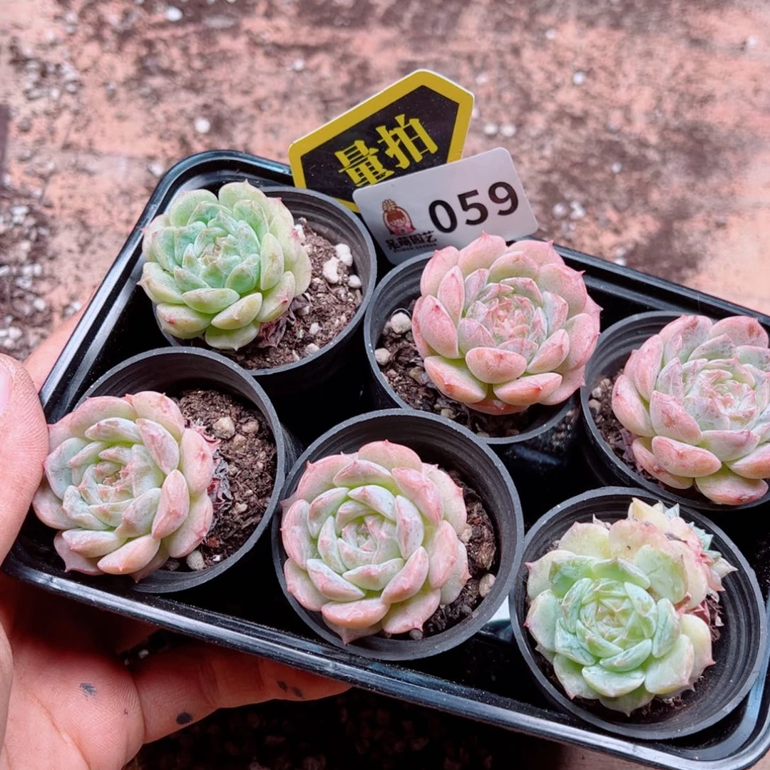 多肉植物多肉植物