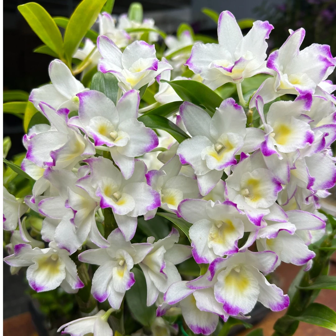 春石斛兰（甜心公主）6-8个开花条 带花苞 高品质条子粗壮 开花太美