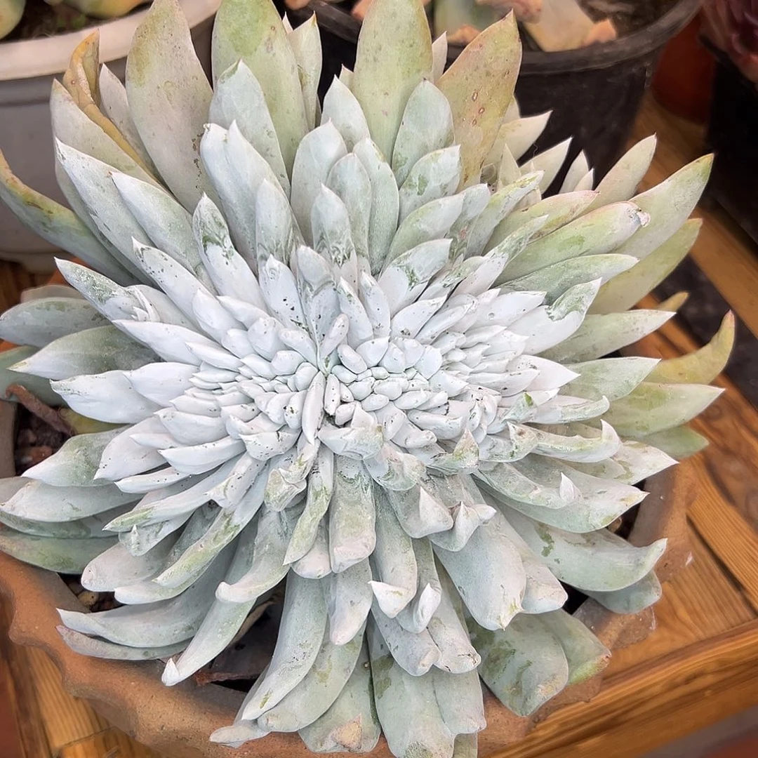 右***边赛莉娜缀化，雪山杂拇指