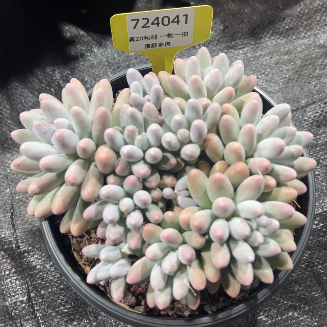 724041  汤圆群生无砍群生，只能寄养