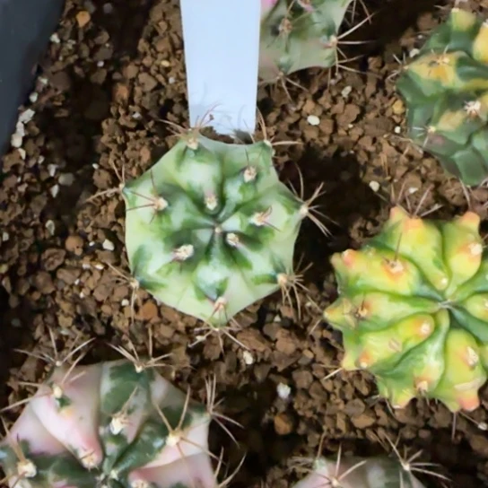 189-0121泰国发货多肉