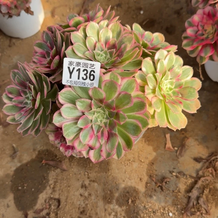 136孔雀翎官服22左右2