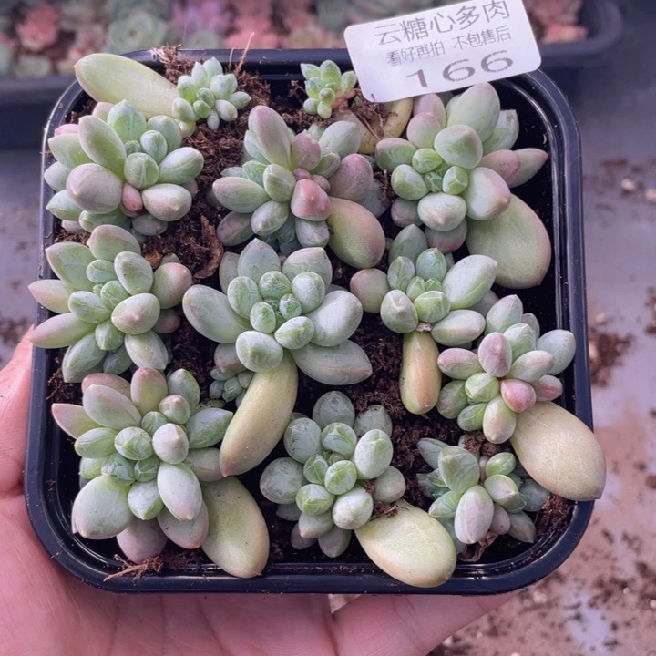 x****n云糖心多肉植物166