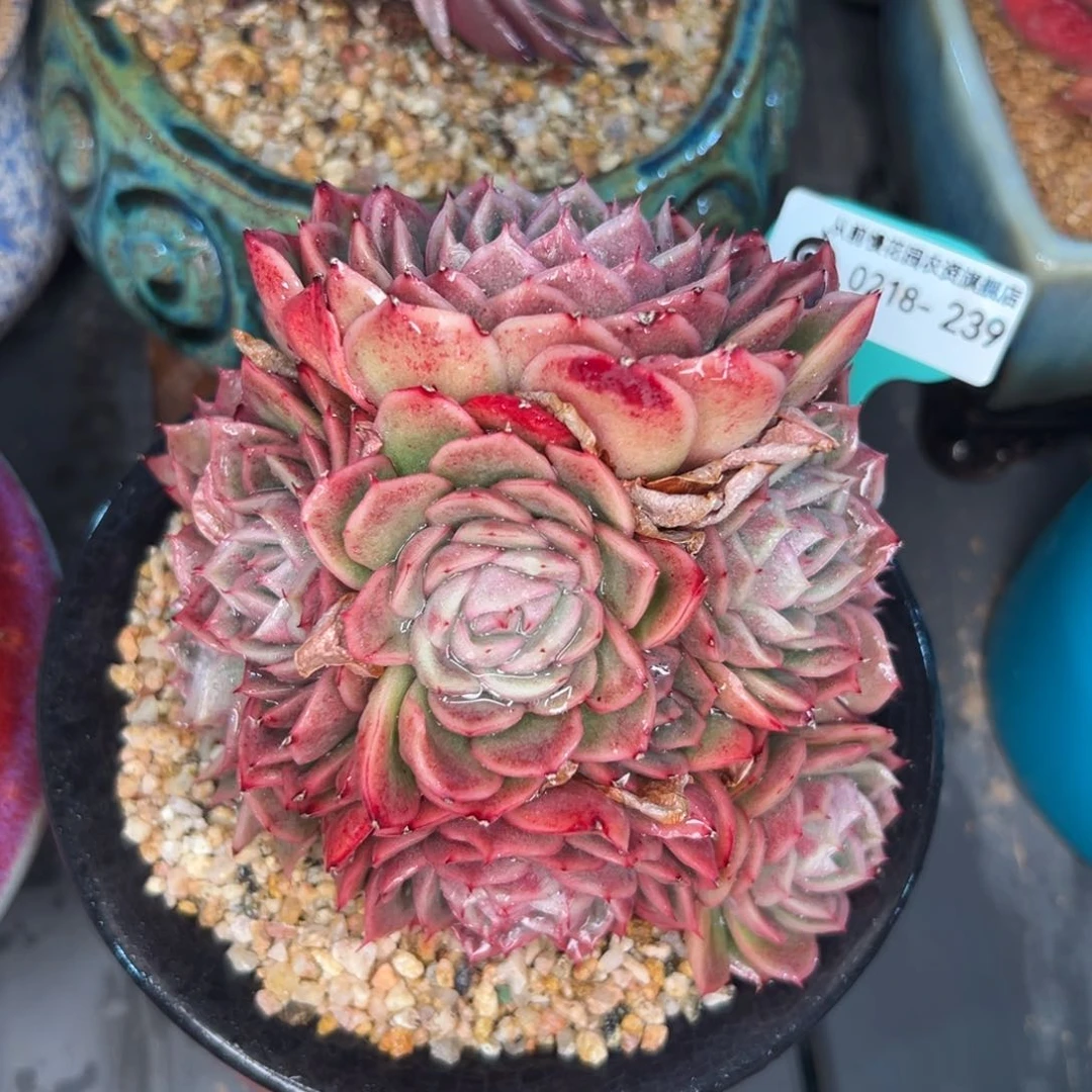 多肉一物一拍0218-239