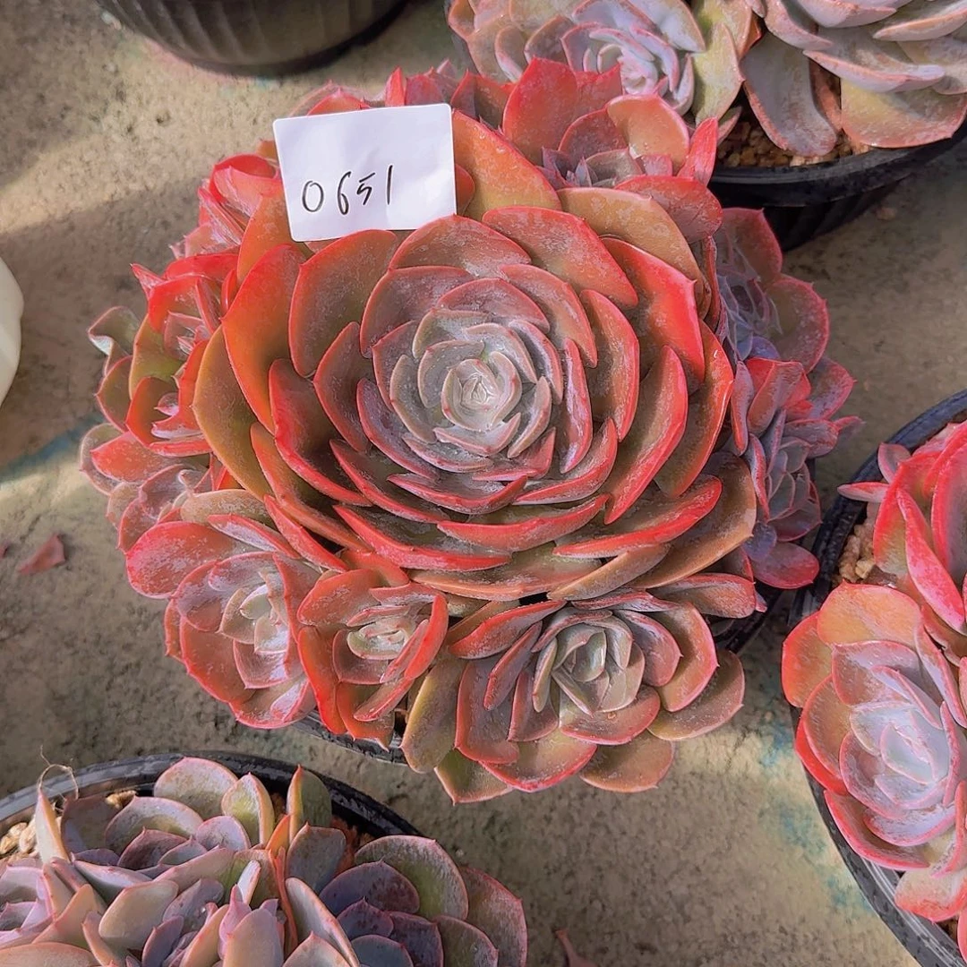 天****0651尘埃玫瑰多肉