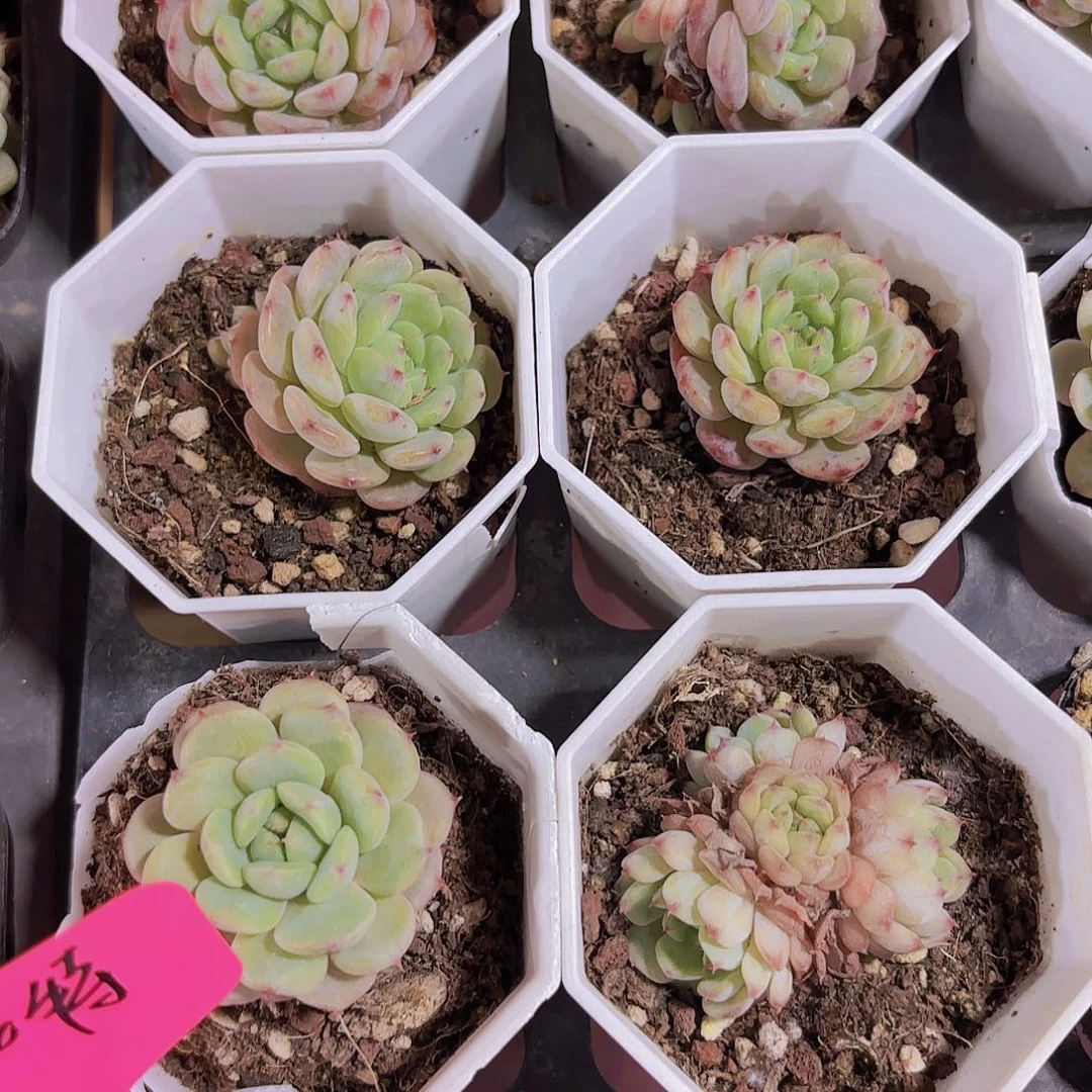 精品白胖子多肉植物