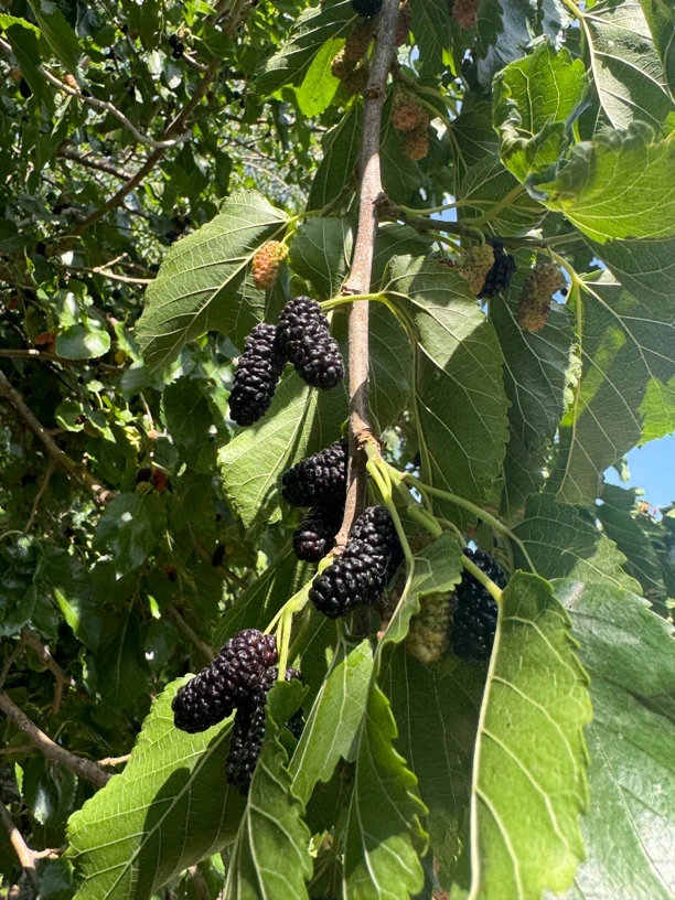 桑葚黑桑葚桑椹自晒干小五家