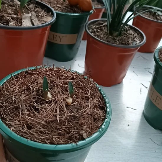 手***琶无花朵特色花卉君子兰小苗