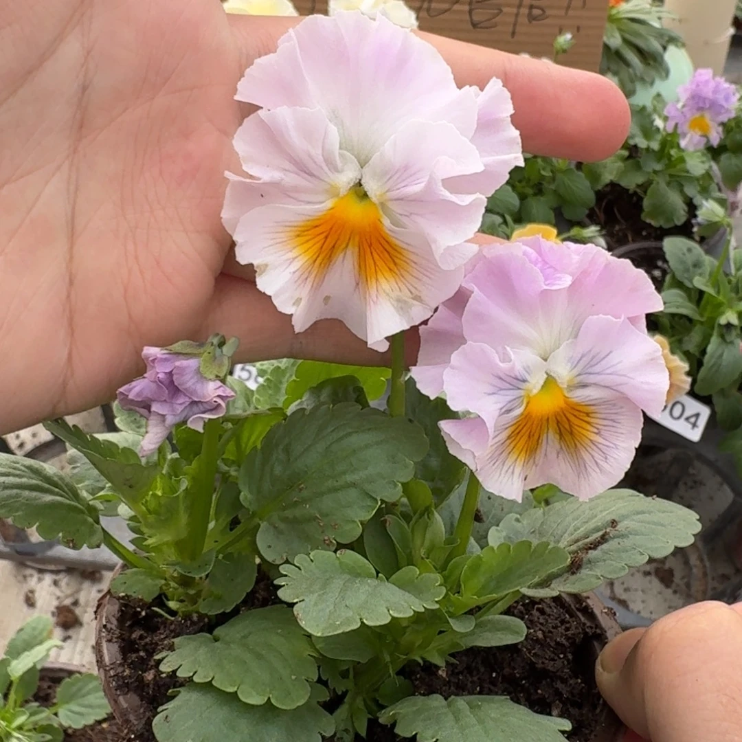 大部分花苞少量开放583
