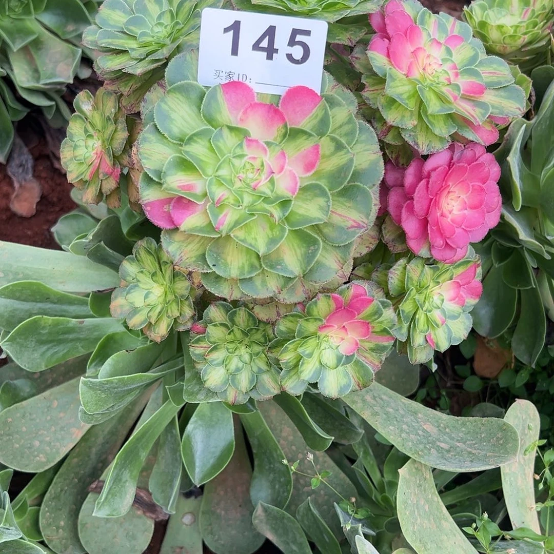 四***景精品多肉植物145知否