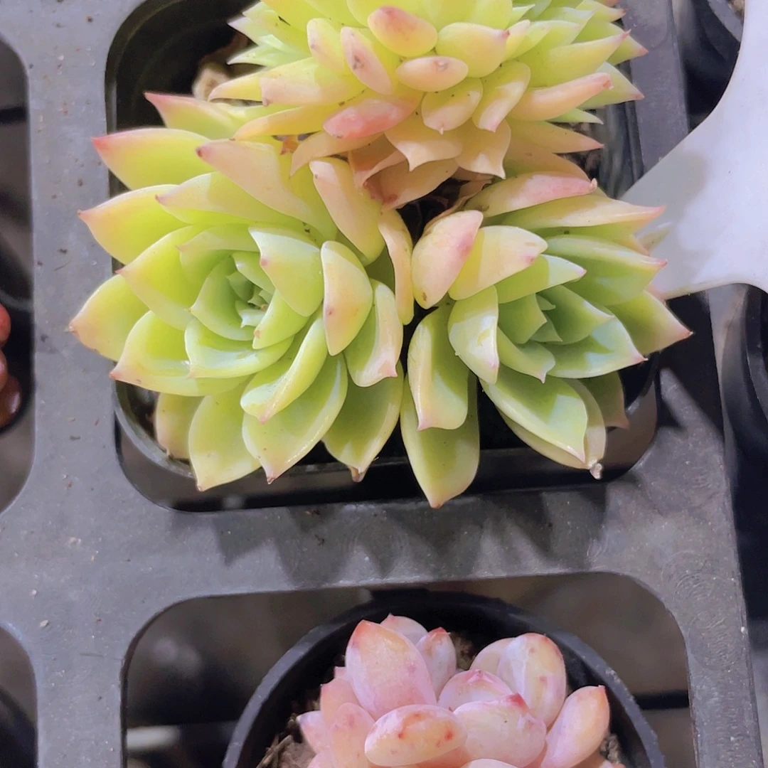 琴****肉三色堇缀a031一物一拍