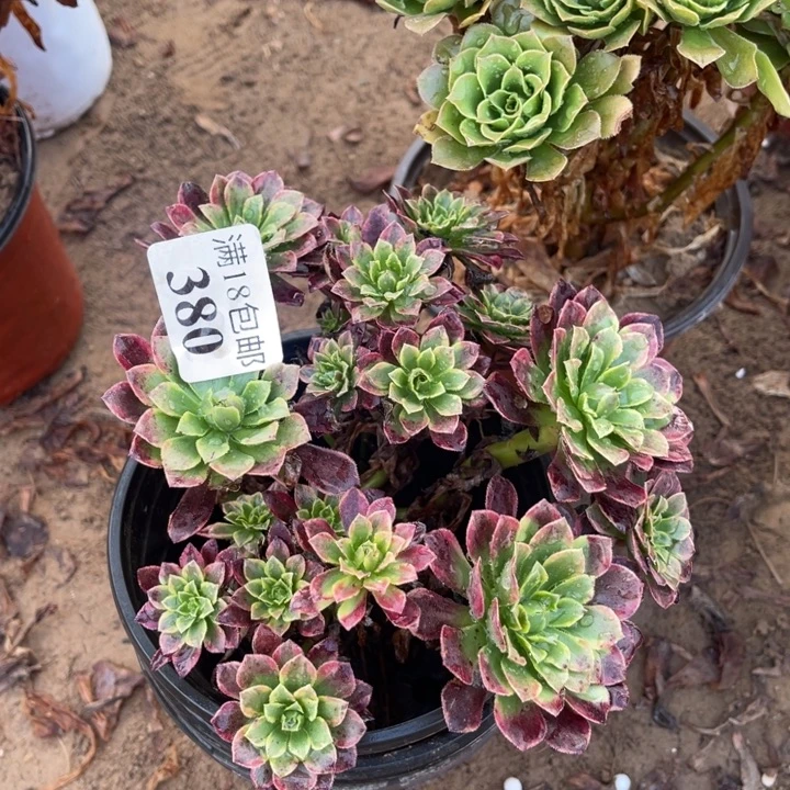380朝霞绣球1号棚