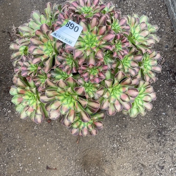 多肉植物韶华法师890