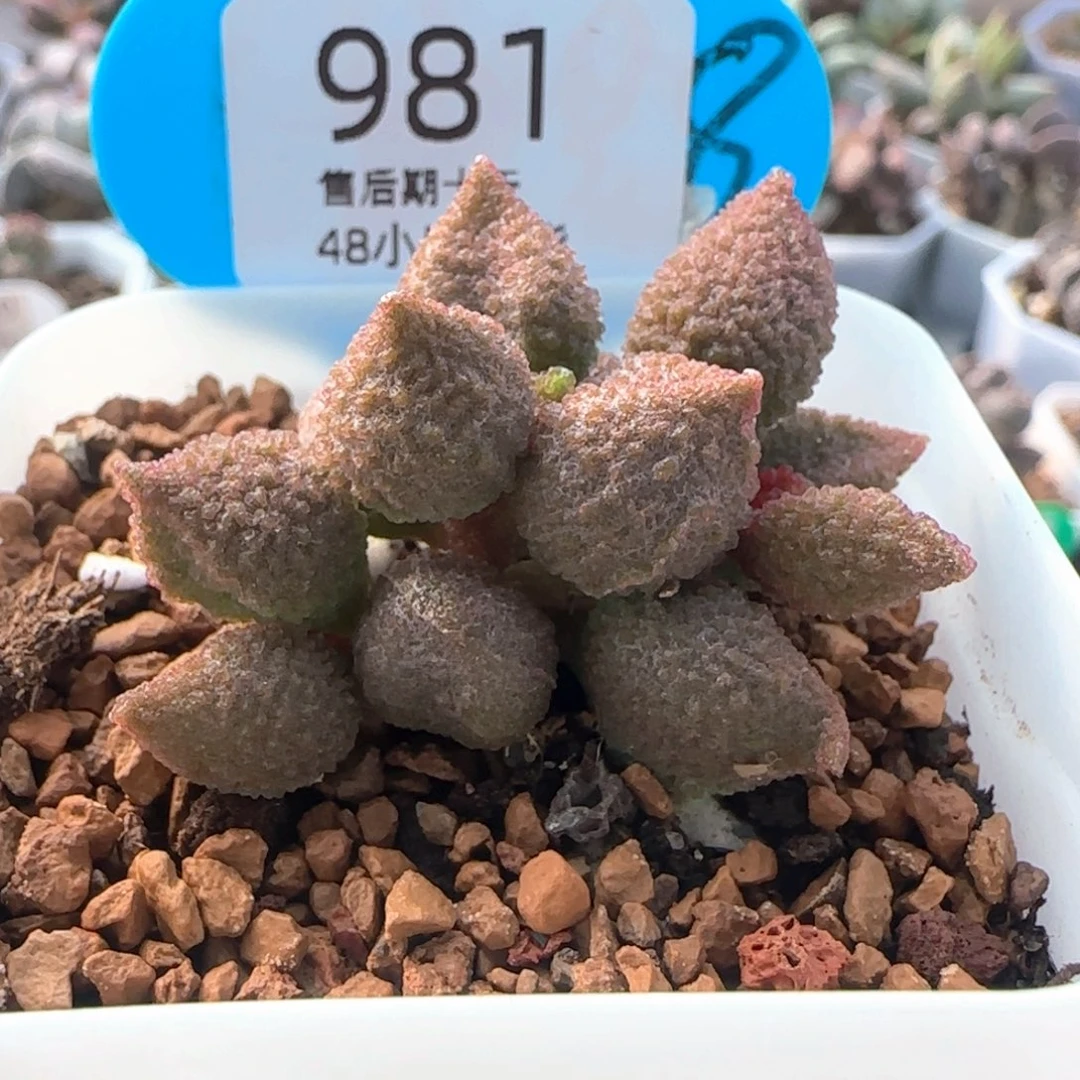 黄金奶油果。   981。