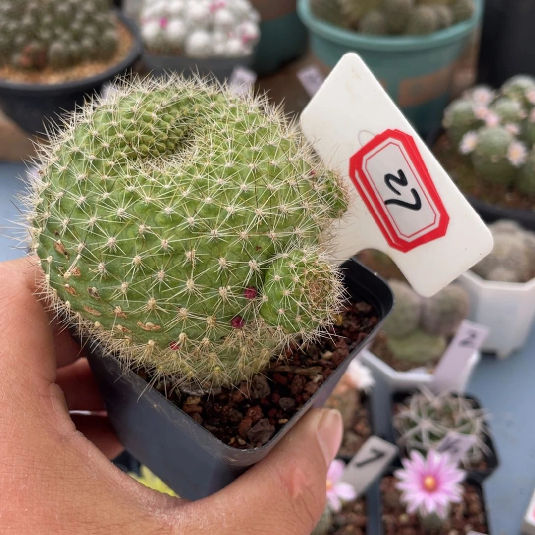 27往事多肉园仙人球