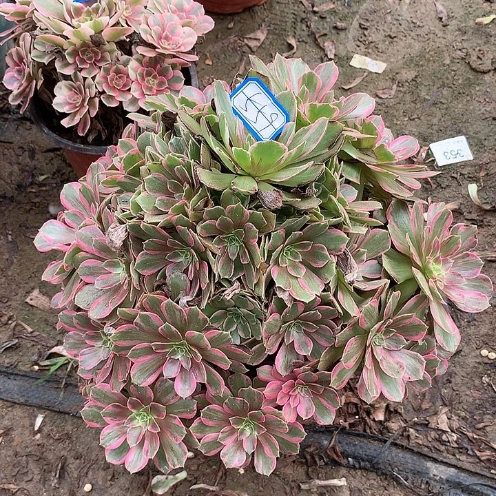 多肉植物安娜559号