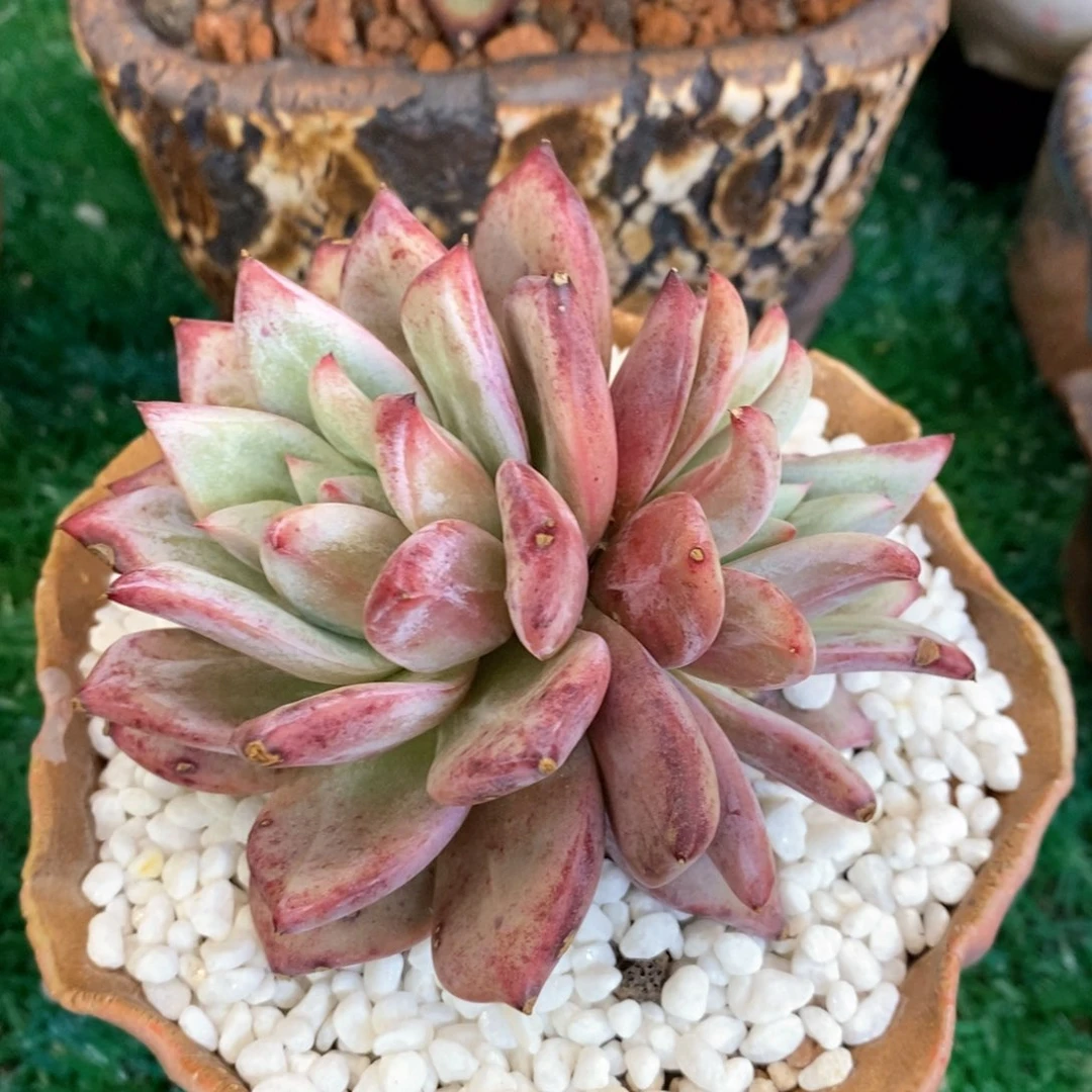 祖母绿多肉植物盆栽