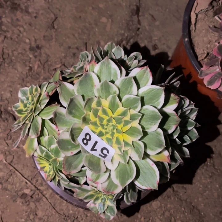 518伊丽莎白多肉植物不售后