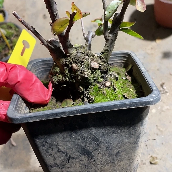 海***1无花朵30菊花菊花家花花