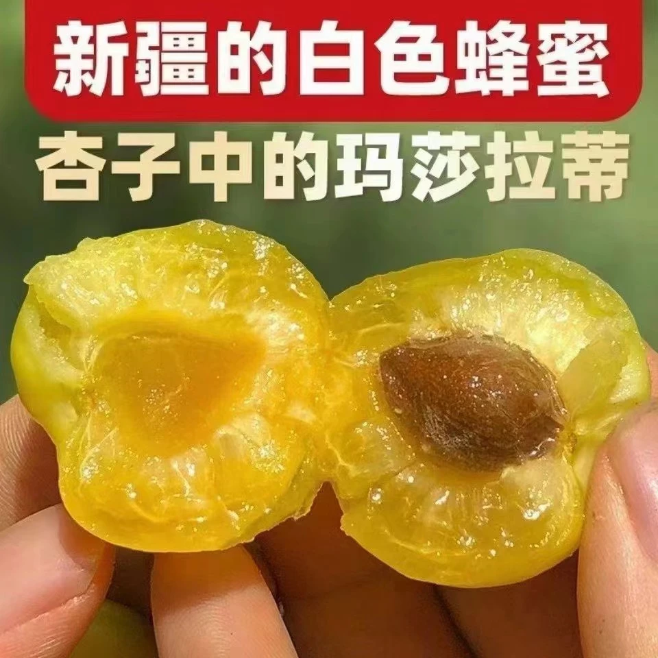 【京东空运】正宗新疆轮台阳霞小白杏软糯香甜坏果包赔产地直发