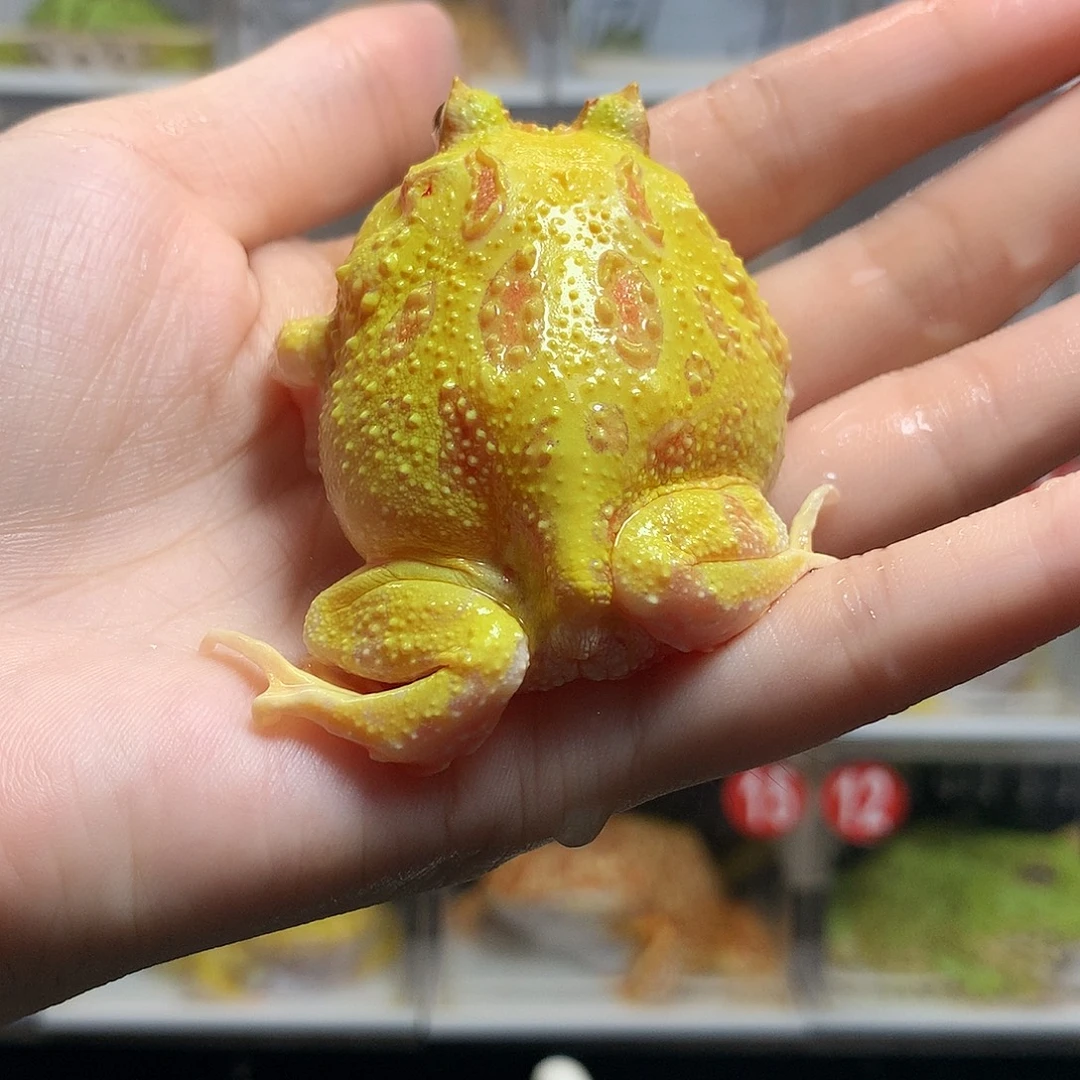 角蛙4127黄金角蛙