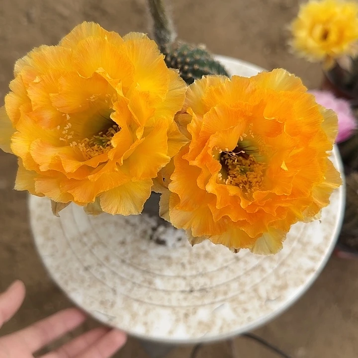 啾*?仙人球带根无花朵24