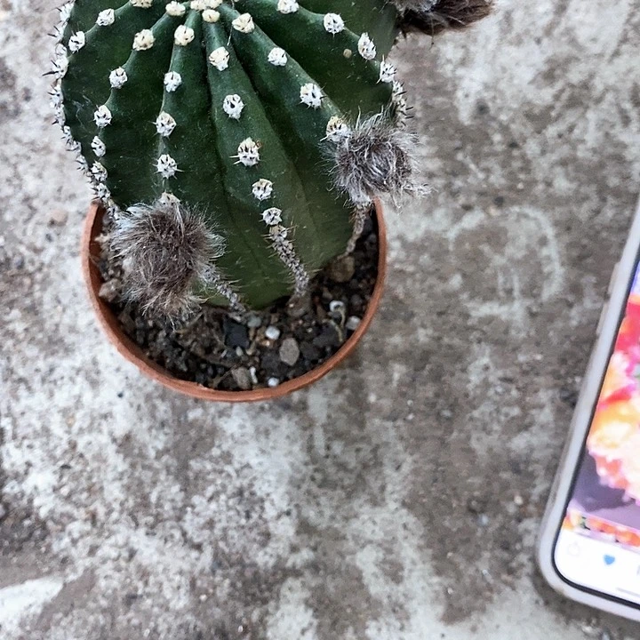 激流清仓瑕疵干巴7公分左右