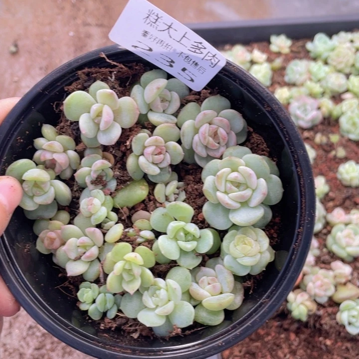 糕大上多肉植物235