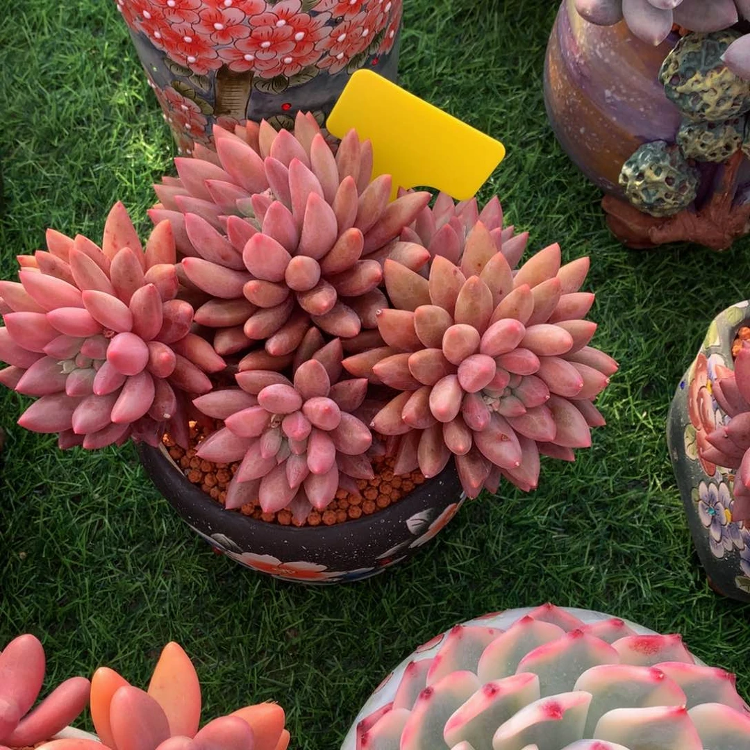 s***y红蜻蜓多肉植物