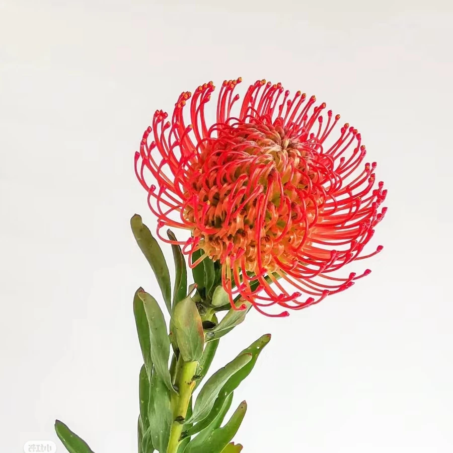 46号】针垫  一支精品草花鲜花 【4单包邮