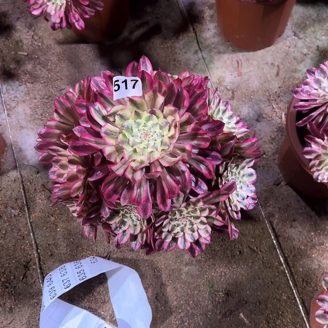 多肉植物琉璃517