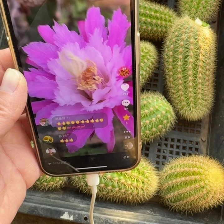 208金妞阿尔森歪无根侧牙8公分左右