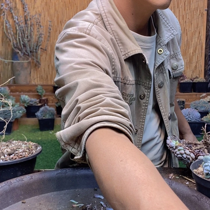 丽***吖335 号汉堡多肉植物