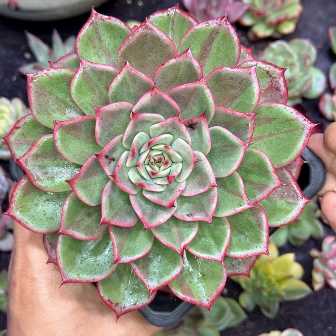 红锦拉丝，多肉植物