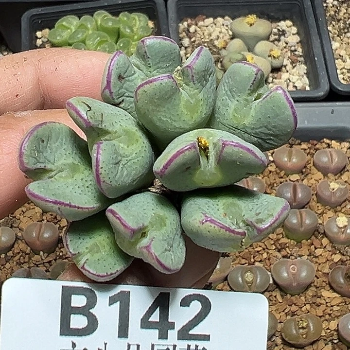 142号少将多肉植物