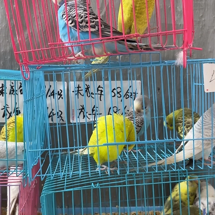 *****虎皮鹦鹉成年虎皮鹦鹉682只