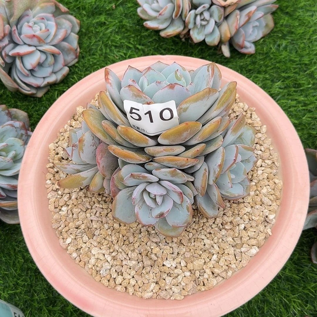 @***朱510售后范围签收起7天内