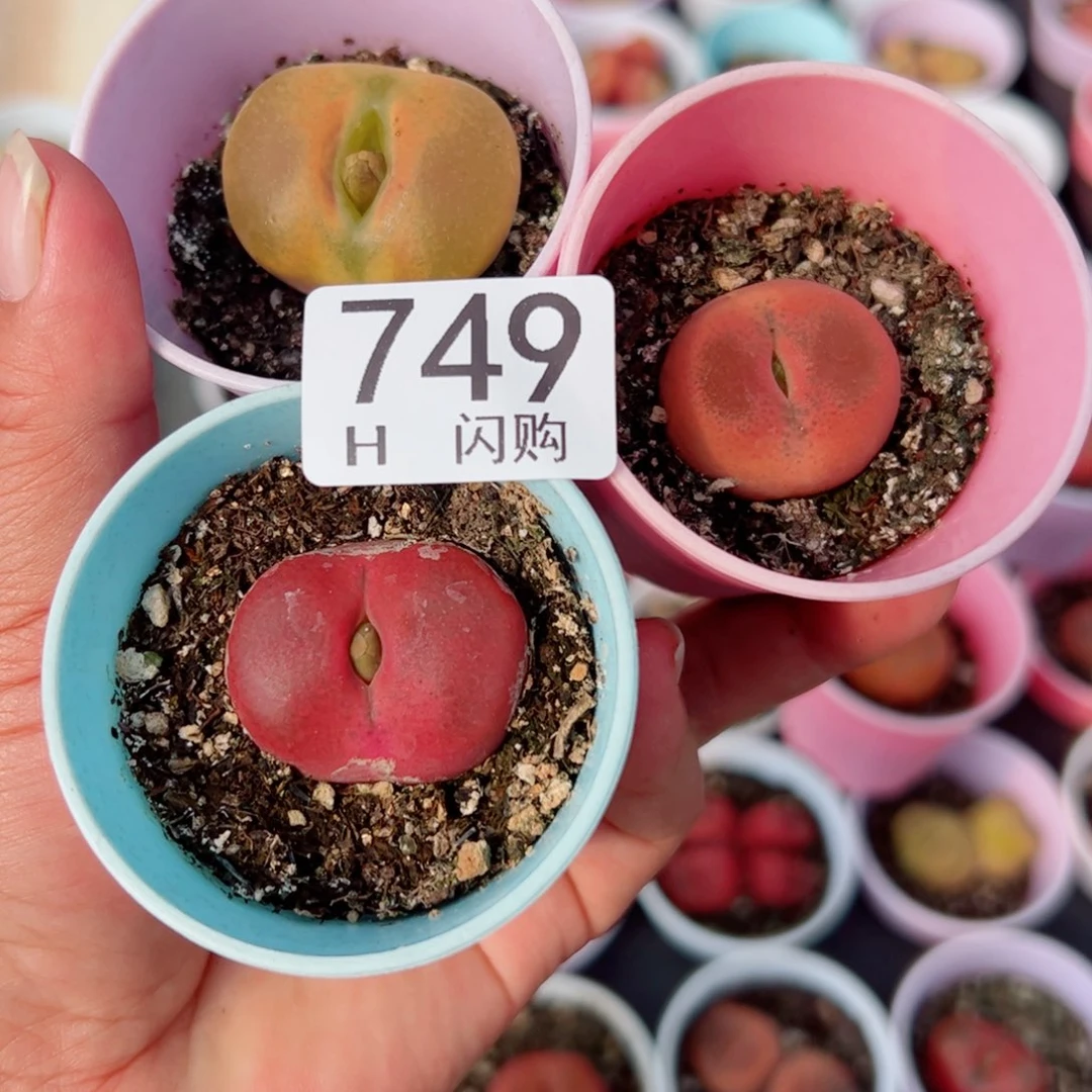 无花朵骜**际我很喜欢这个H749