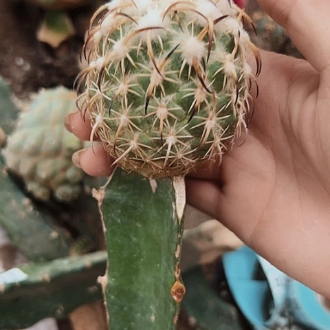 002钢钉枕木无根清棚特价
